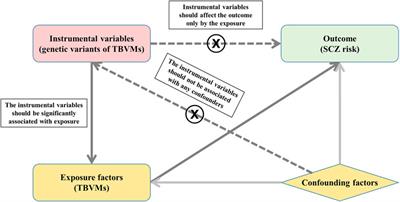 Total Brain Volumetric Measures and Schizophrenia Risk: A Two-Sample Mendelian Randomization Study